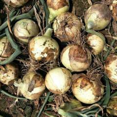 2018新野洋葱八厘米以上