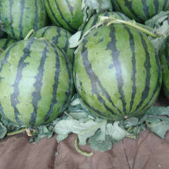 东昌府西瓜 无公害西瓜基地10万余亩