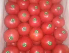 安阳县西红柿货源充足，按需分拣
