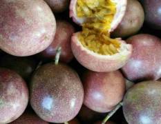 广西玉林产地直发紫香百香果产地果园大棚供应