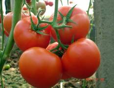 寿光西红柿种子 大红果番茄，高抗病毒
