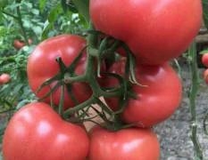 寿光安吉丽亚西红柿外国引进品种