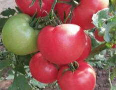寿光荷兰引进，无限生长型 安吉丽娜粉红番茄种