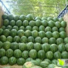 清苑南蛮杜超5月京欣西瓜