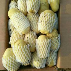 滕州2018新土豆大量供应