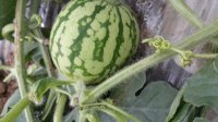 百余麒麟8424西瓜5月中旬正式上市