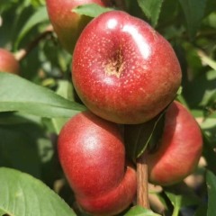 蒙阴蜜桃，山东省蒙阴县特产