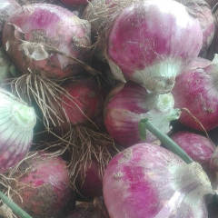 藁城大量洋葱开始上市了，红皮洋葱