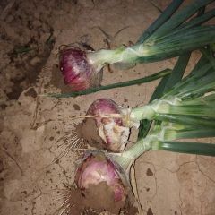 聊城市莘县二红扁形半高庄洋葱