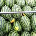 2018大荔大量供应陕西甜王西瓜，价格优惠