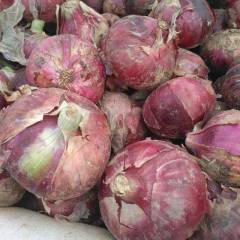 通许这里红皮洋葱大量上市中