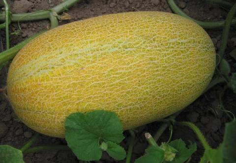 红心脆哈密瓜价格