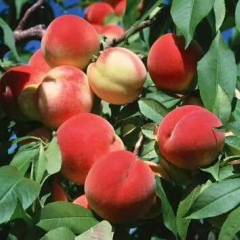 来安桃花之乡，地理独特 中油四号 美国加油桃