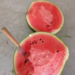 河北清苑京欣西瓜皮薄大红瓤，成熟度高