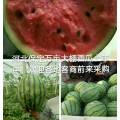 河北清苑京欣皮薄口感好，现摘现装
