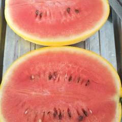 求购黄皮红瓤西瓜，单个重1.5-2公斤