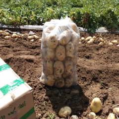 河北唐山玉田土豆，火爆销售中
