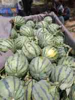 河南中牟京欣西瓜皮薄，味道美