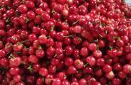2018年澄城红灯樱桃 品质盛于往年