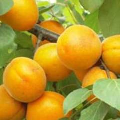 凯特杏，45起步，每斤2.50元