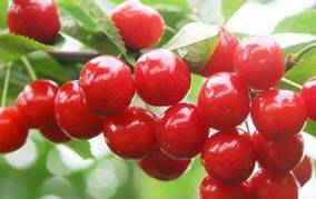 樱桃熟了，品种有早大果、红灯、黄蜜、先锋等