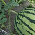 夏邑8424西瓜大棚种植 天然无激素