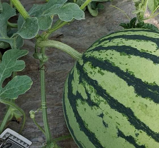 2019年河南夏邑8424西瓜价格