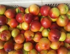 湖北宜城518油桃于每年5月中旬最早上市