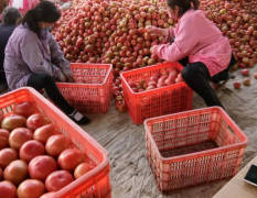 2018原阳西红柿每天供货量10到50万斤