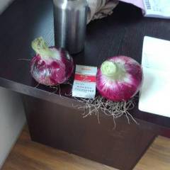 山东郯城红皮洋葱万亩种植面积