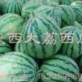 朋友们陕西西瓜现已陆续上市了