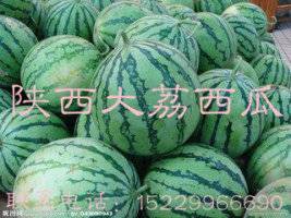 朋友们陕西西瓜现已陆续上市了