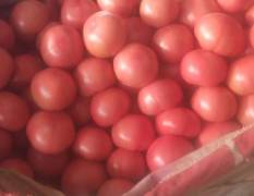 邯郸市永年区硬粉西红柿 什么菜都有
