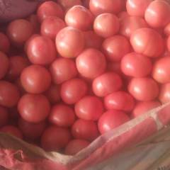 邯郸市永年区硬粉西红柿 什么菜都有