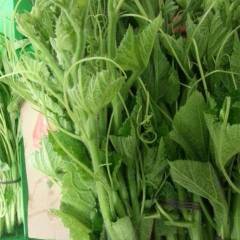 永年自家种植专吃南瓜尖的品种