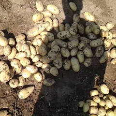 滕州荷兰十五土豆 现代化科学种植管理