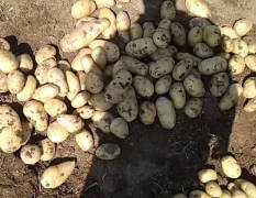 滕州荷兰十五土豆 现代化科学种植管理