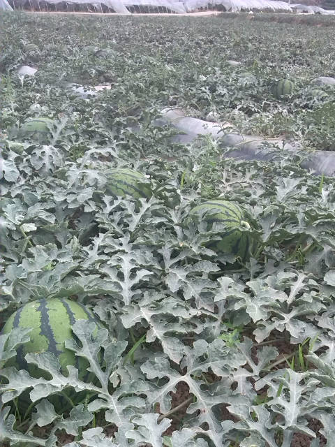 甜王系列价格