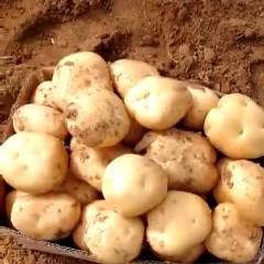泗水万亩土豆大量上市，品种有荷兰15