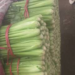 永年西河庄乡芹菜 我处有大量芹菜，刚刚上市