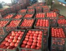 安阳滑县西红柿 大量黄瓜、西红柿