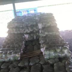 河北省唐山市虹桥镇甘蓝产区春玉甘蓝