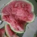 夏邑西瓜一分价钱一分货