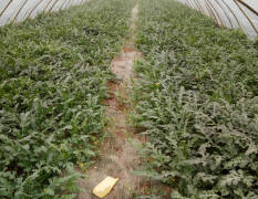 商河早春红玉西瓜 自己家种植的一百多亩
