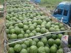 山东莘县京欣甜王 市场规范，品种齐全