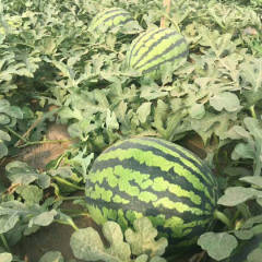 2018大荔西瓜整体质量，货源有保证