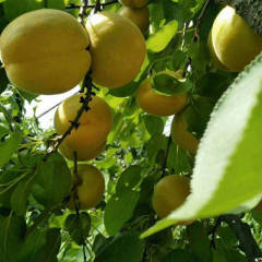 大荔范家镇凯特杏较往年成熟较早