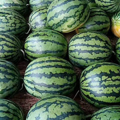 2018大荔冠龙西瓜现在已经成熟