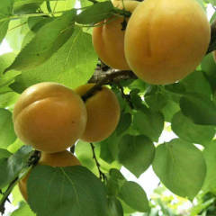 陕西金太阳杏大量供应中