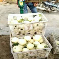 砀山早雪甜瓜种植面积大时间长